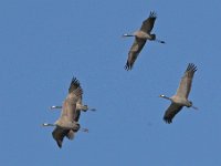 Kranich (Grus grus)  04